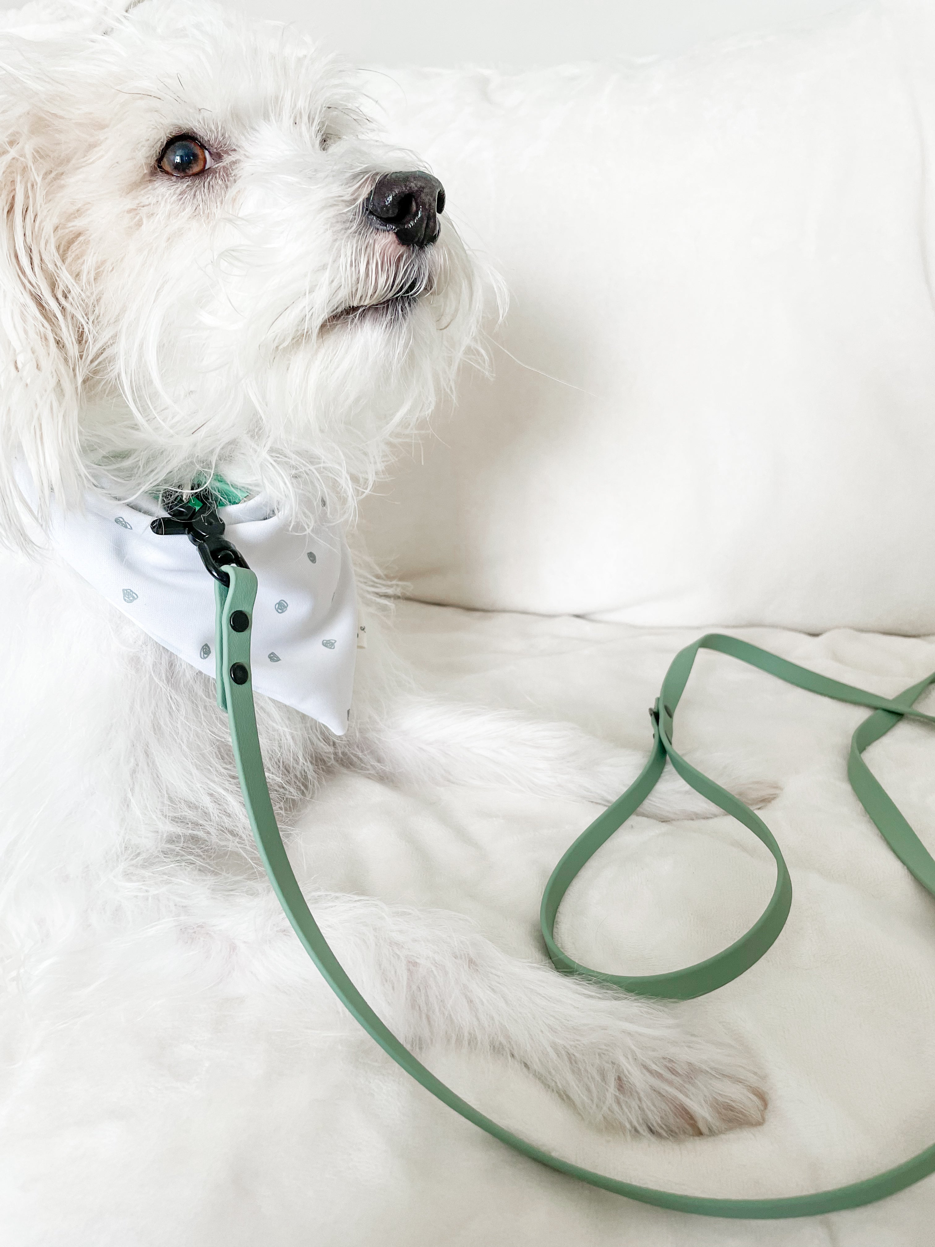 Thin Classic Leash