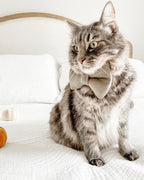 Toffee Brittle Bow image 3