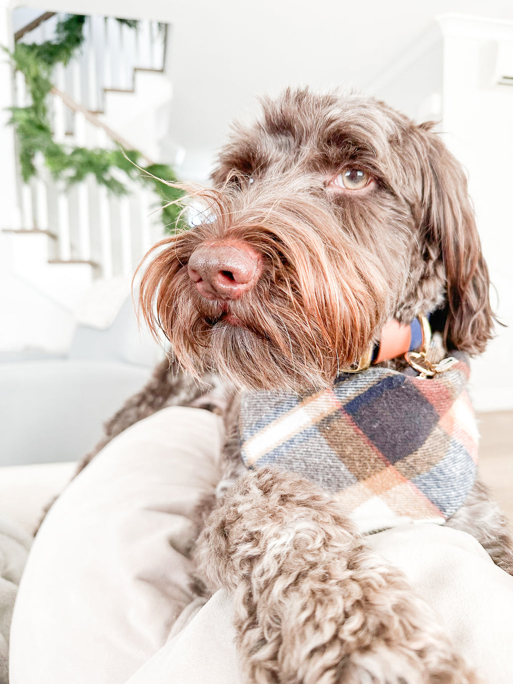Two Tone Classic Leash - Camel/Navy