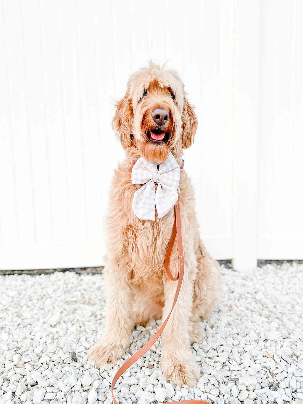 Dog wearing a white bow tie sitting on a gravel surface with a white background