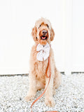 Dog wearing a white bow tie sitting on a gravel surface with a white background