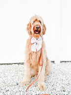Dog wearing a white bow tie sitting on a gravel surface with a white background